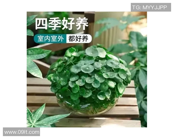 打造绿色家园：盆栽植物的养护技巧与搭配创意，提升居家环境的自然气息